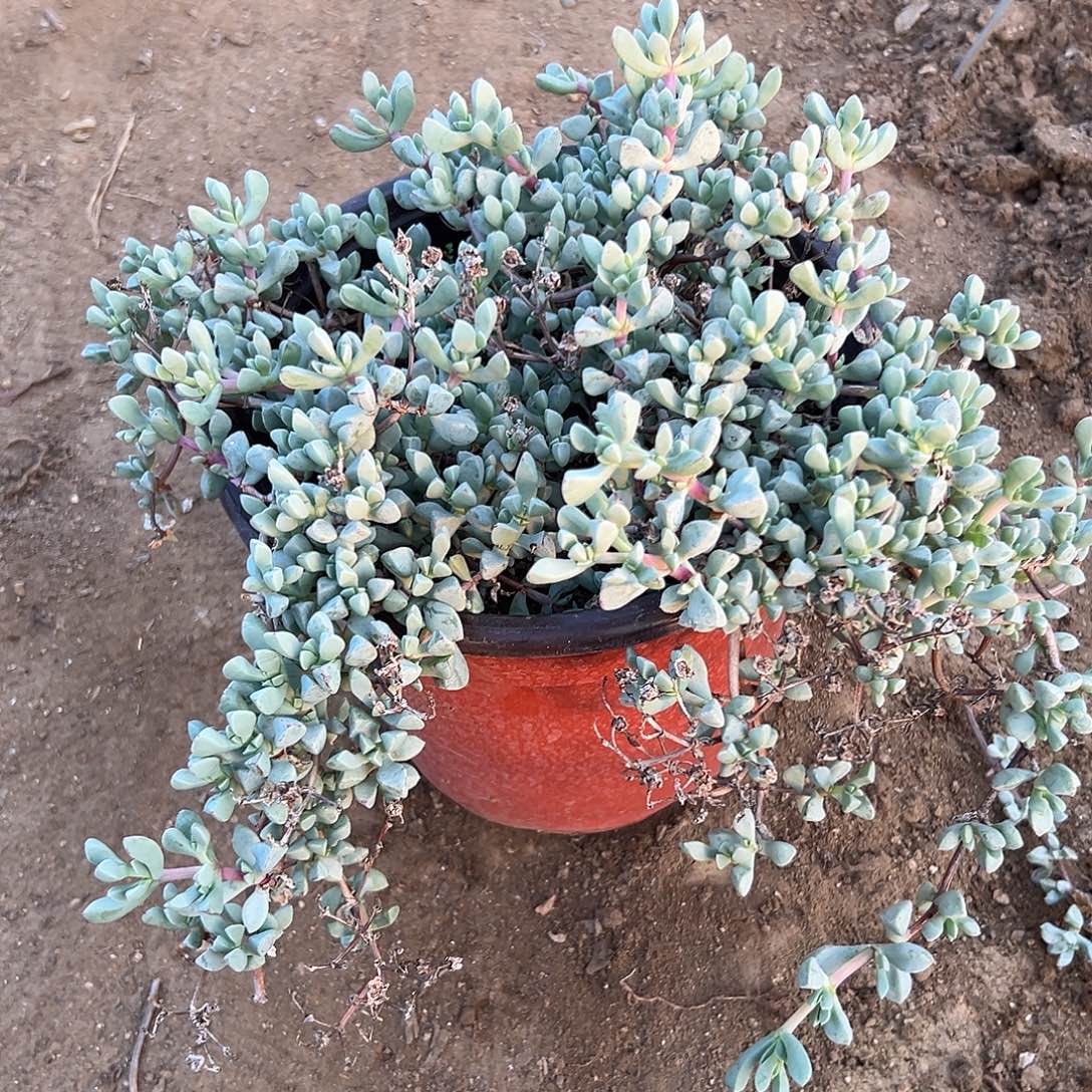 多肉植物白凤菊开花