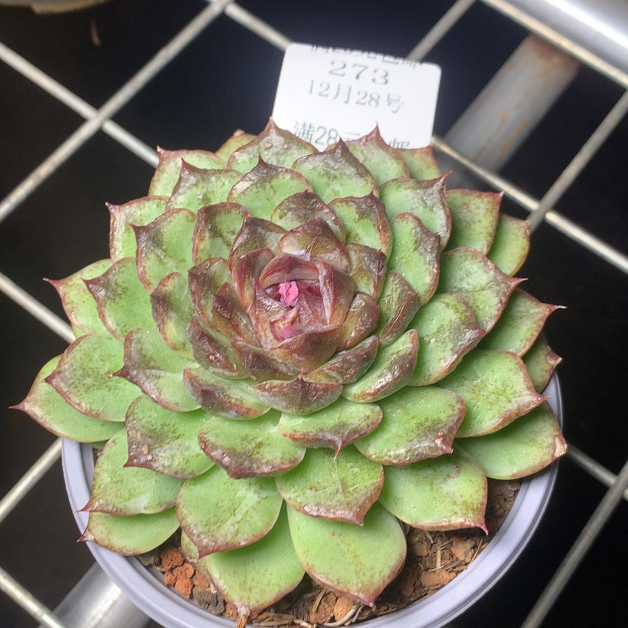 【闪购商品】云273号