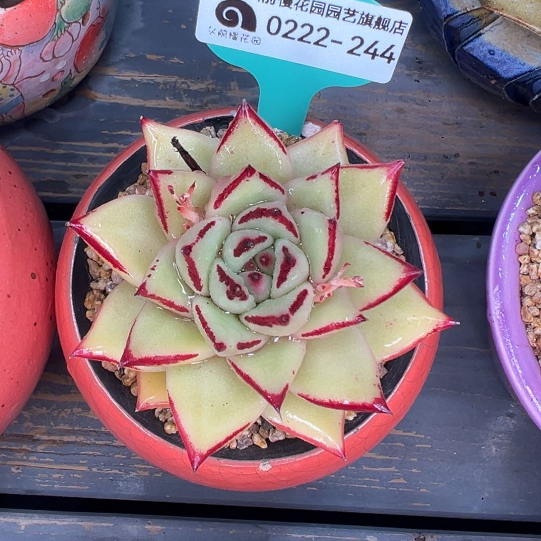 多肉一物一拍0222-244