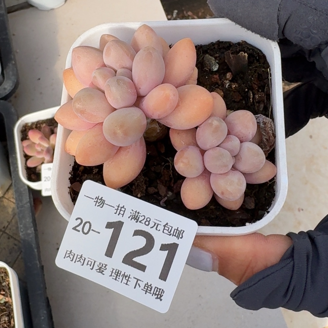 汤圆无盆土发货无