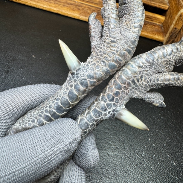 文玩鸡爪骨手把件（一对 乌鸡骨 处理好发货十天左右发货）