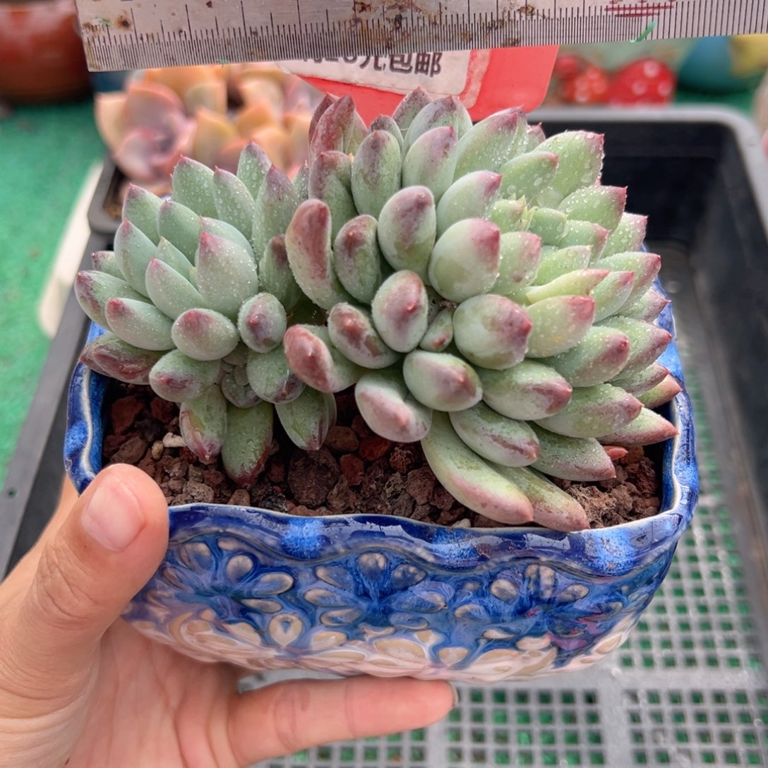 表妹精品多肉植物873.