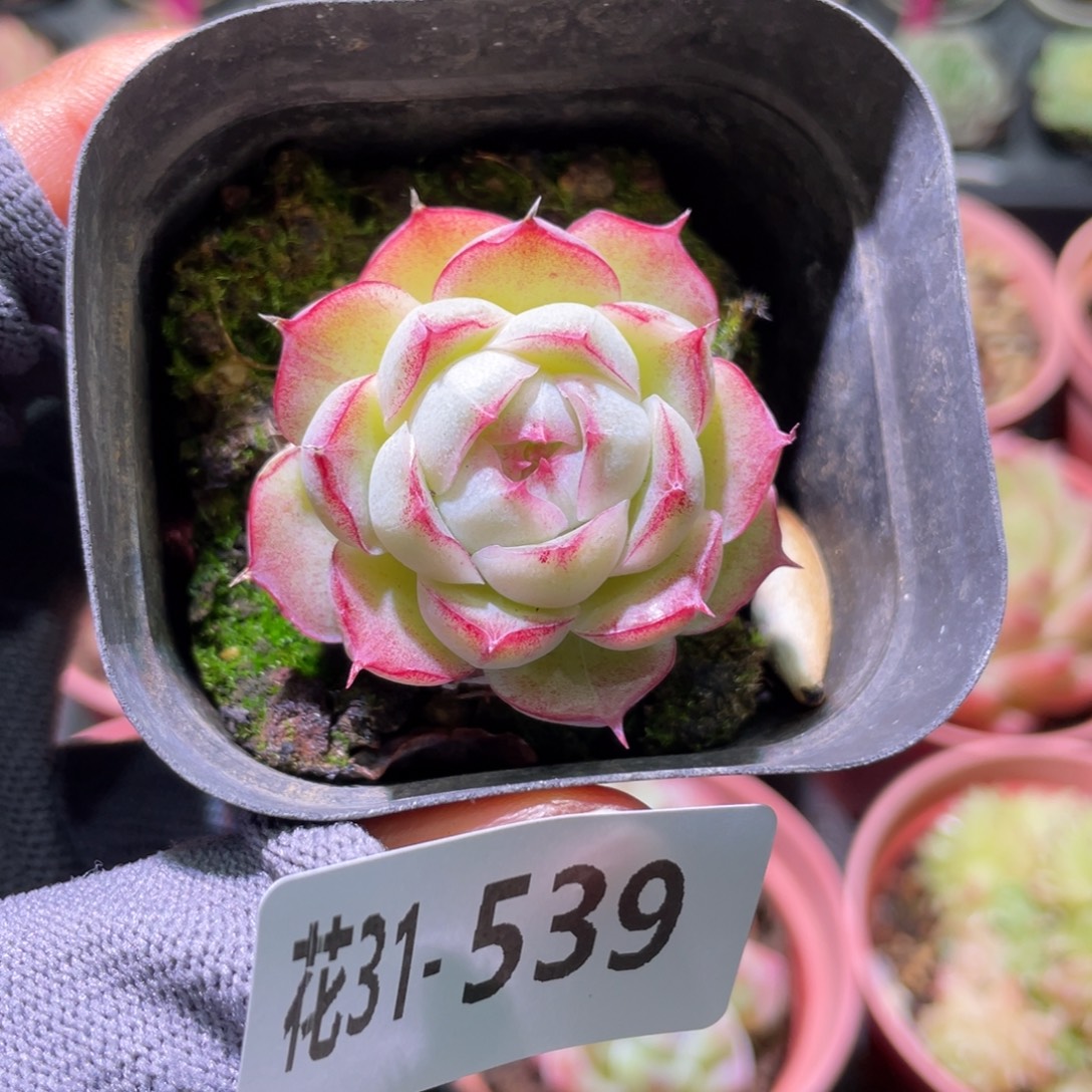 花利美31-539女王