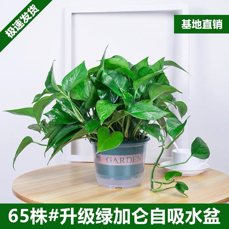 绿萝绿植盆栽室内净化空气吸除甲醛好养花卉植物
