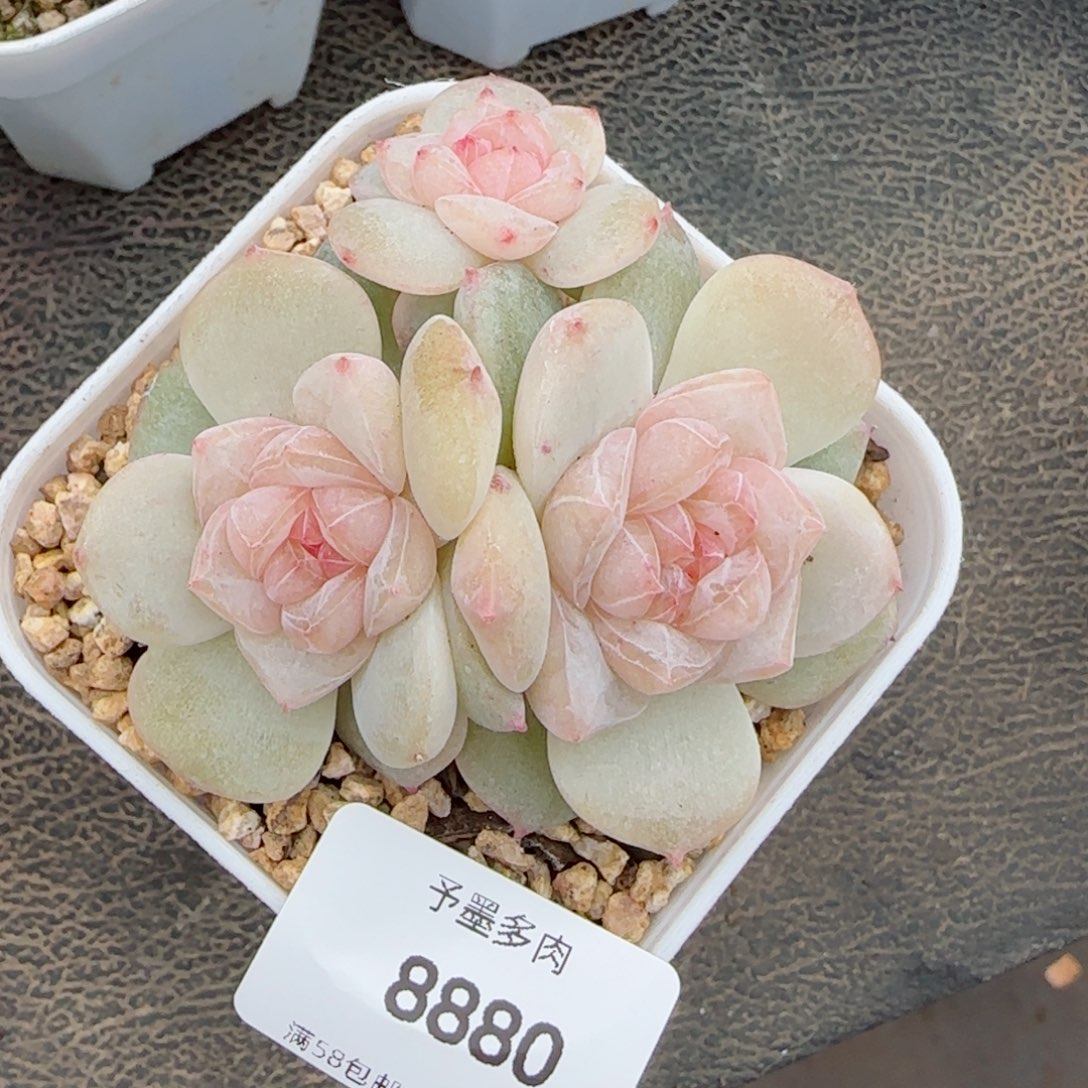 新品群，8880多肉