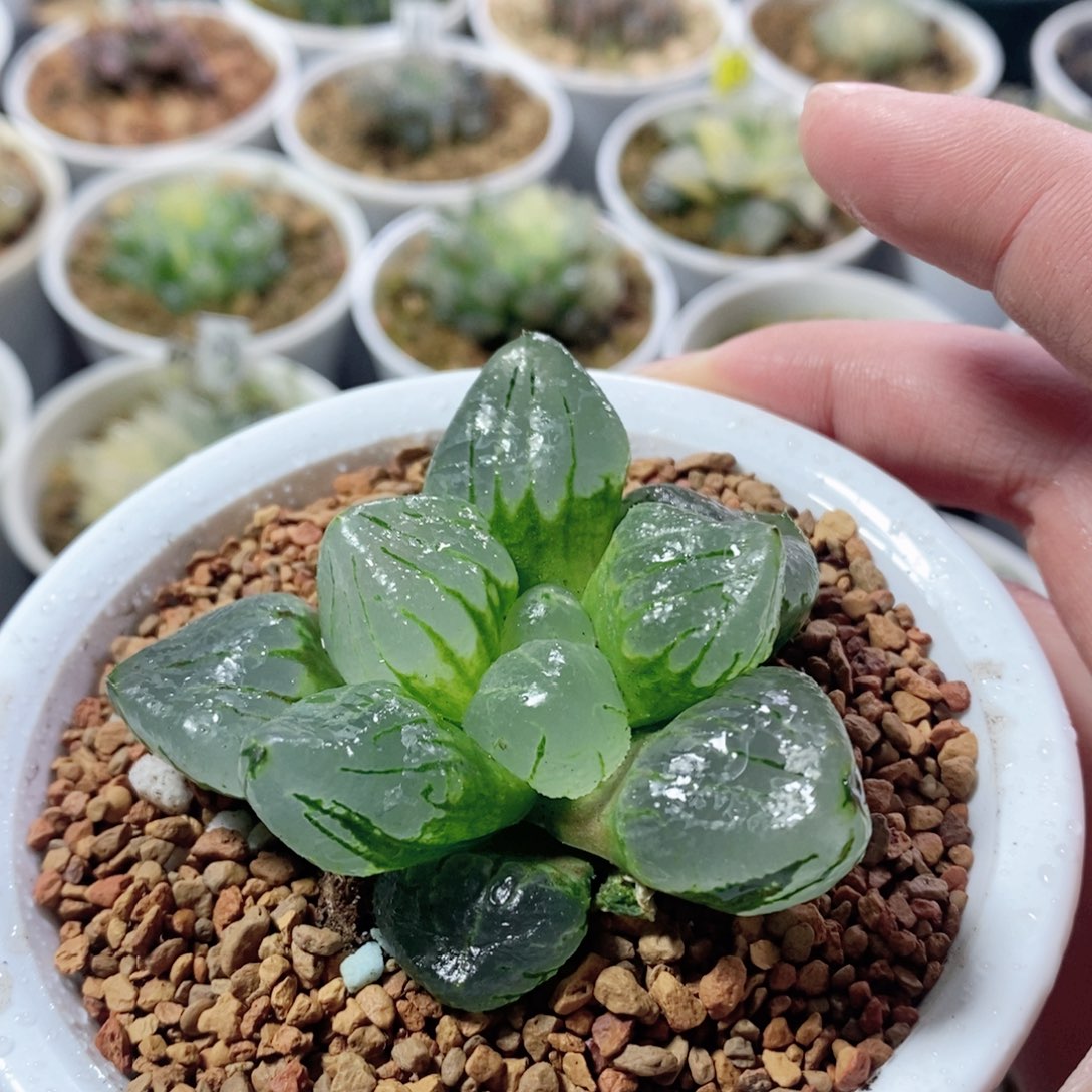 全窗裹实生玉露多肉植物