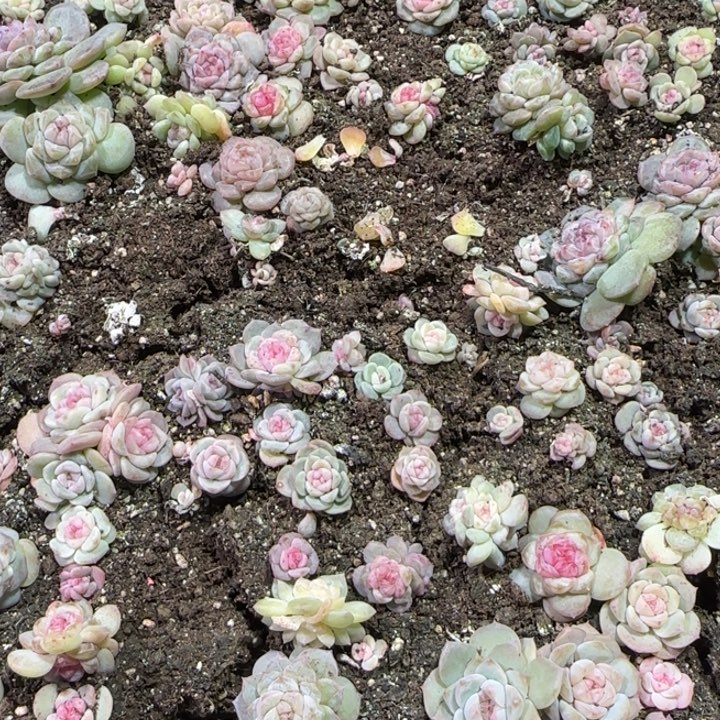 65号王者系列多肉一盘