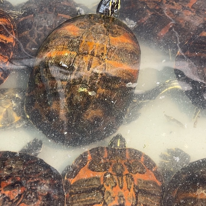 绿毛龟母冷水外塘火焰龟一拍一物专属链接