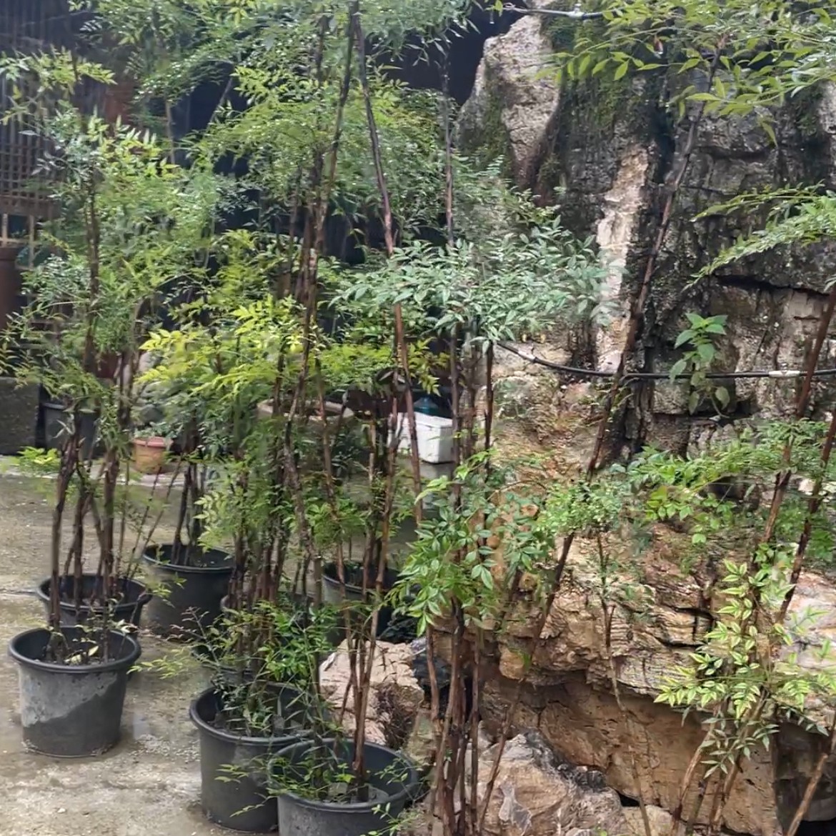 南天竹水培盆栽绿植火焰红室内带根树苗盆景