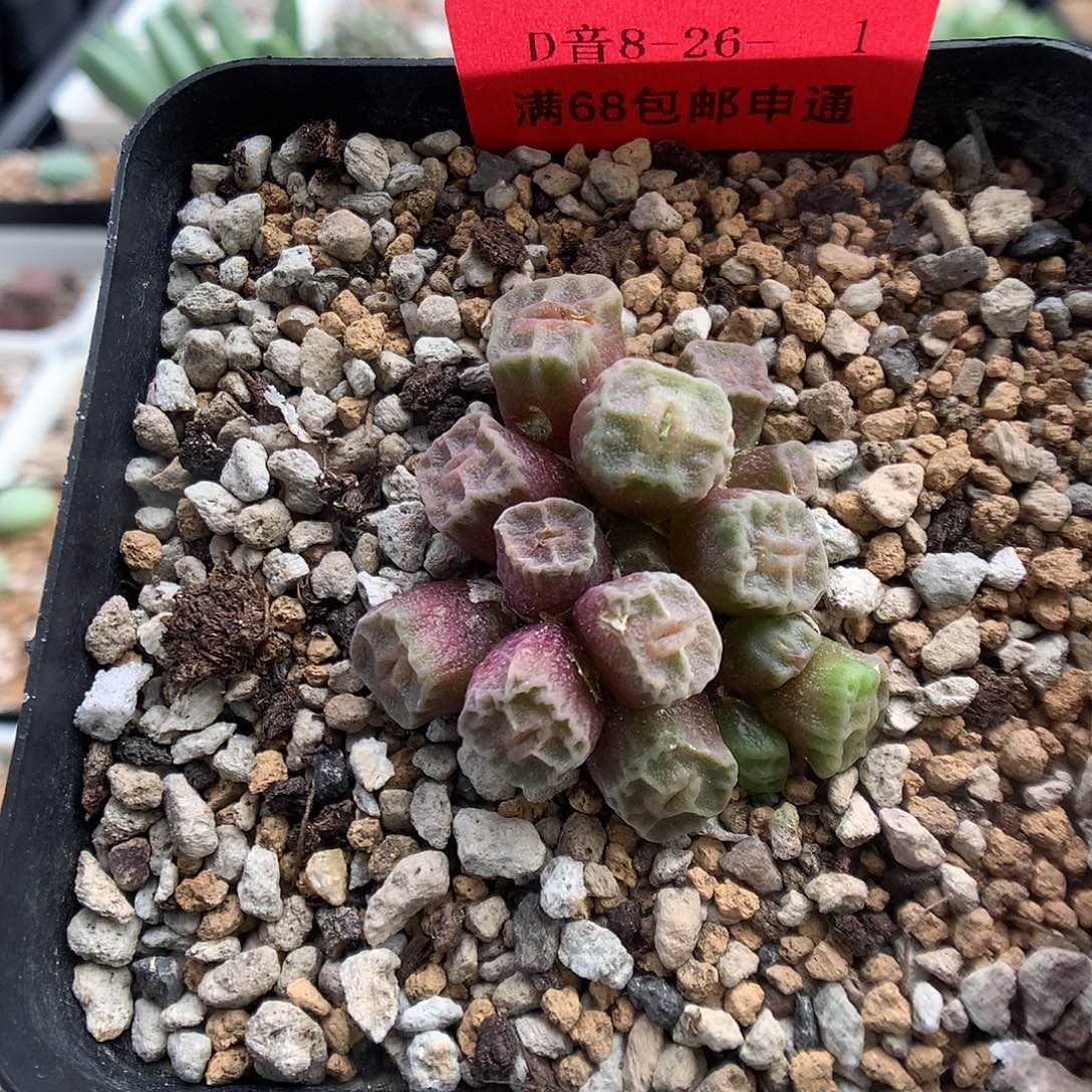 8-26-1 方烧一群 精灵