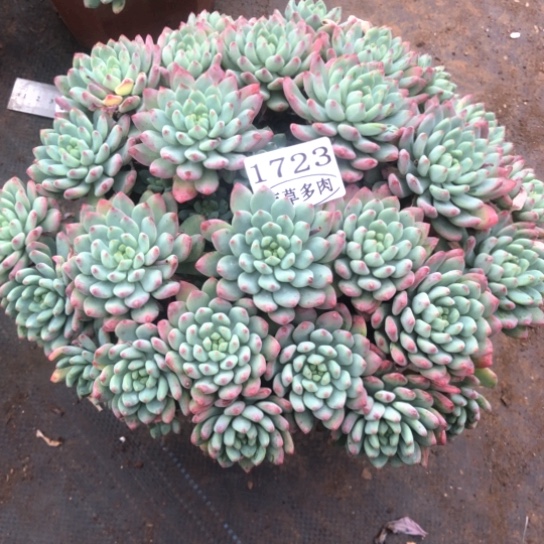 蓝苹果，1723，一物一拍