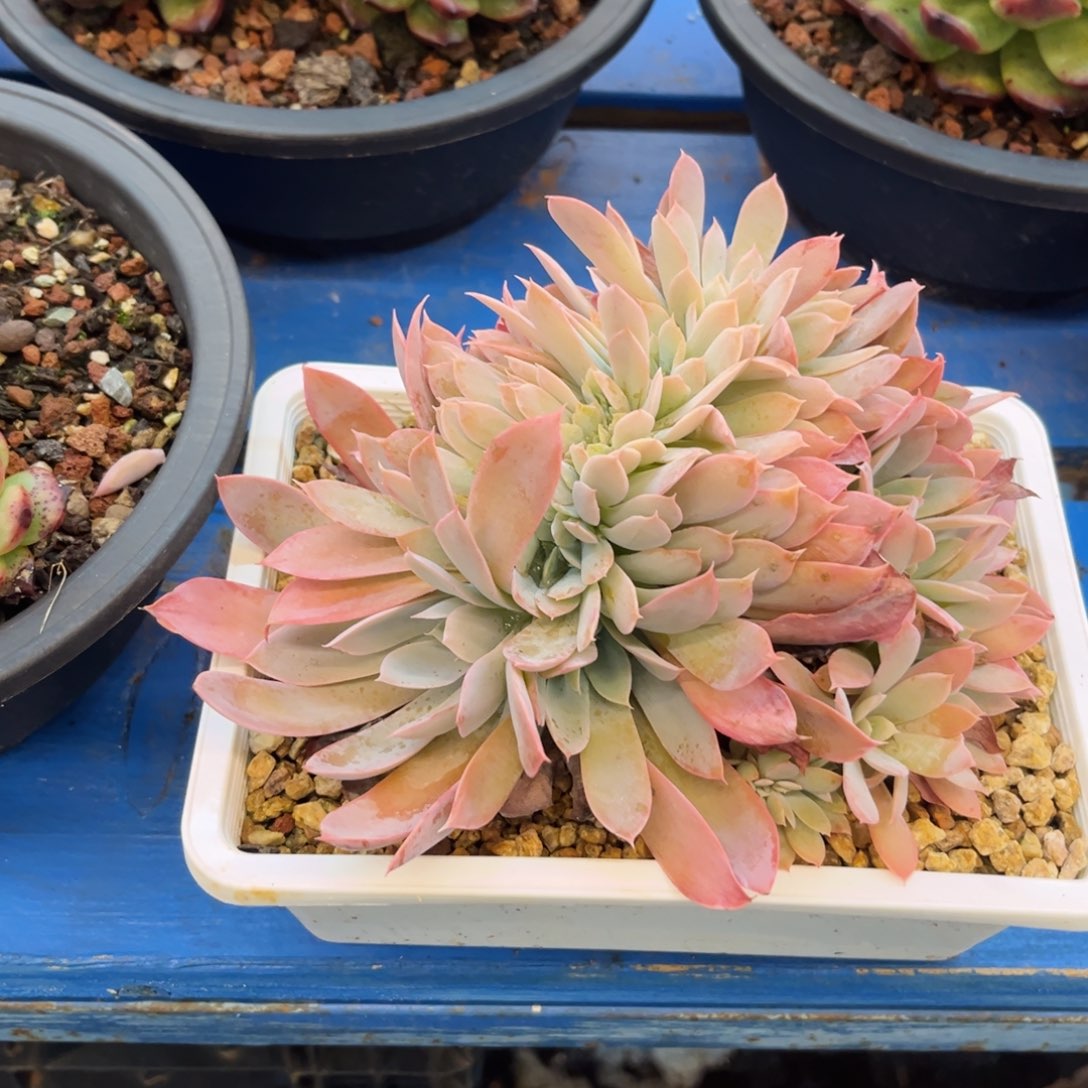 多明戈缀 满30包邮发货