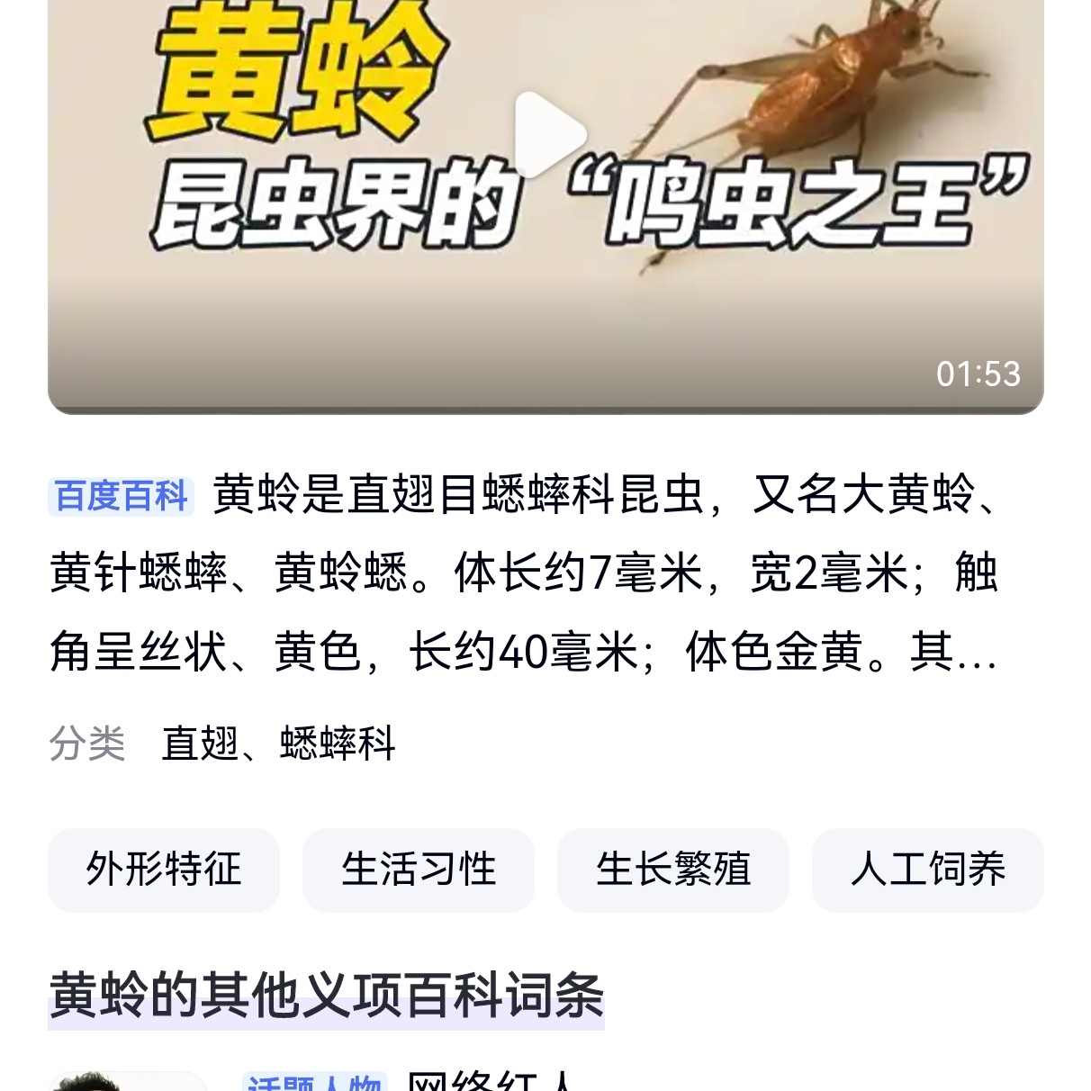 粉丝专享 汊口野生大黄蛉 产地直发安徽爬宠活虫叫声好听日夜皆鸣