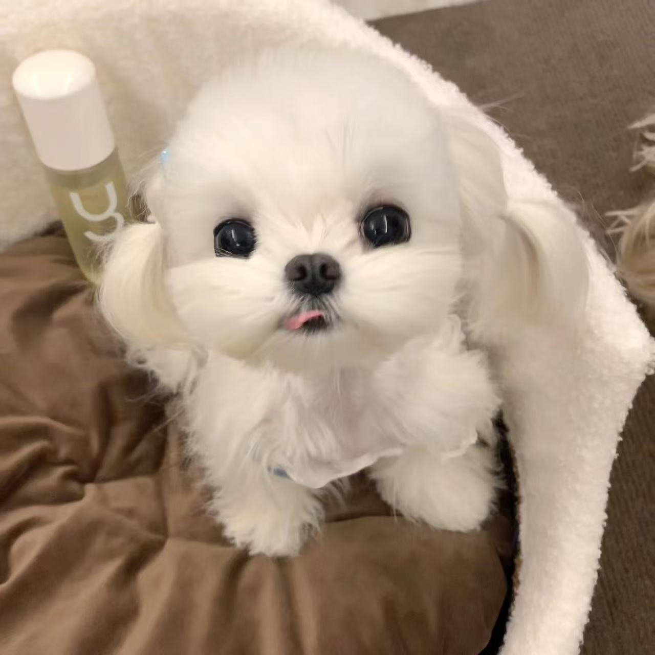 马尔济斯犬小型犬宠物犬萌宠