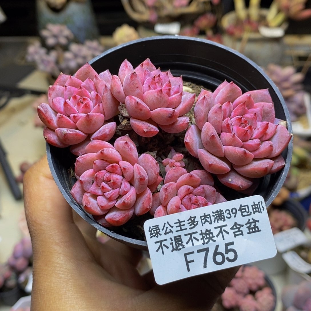 765迷你星星多肉不包整