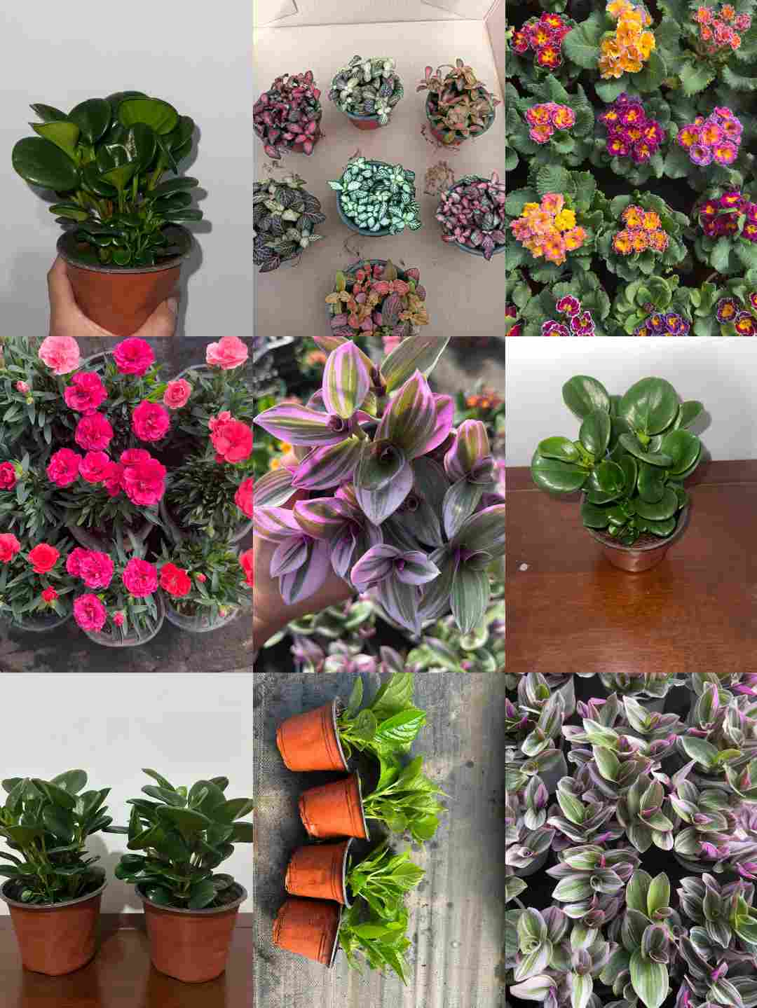 桌面绿植花卉观叶赏花好养懒人自选组合（一物一拍专用）