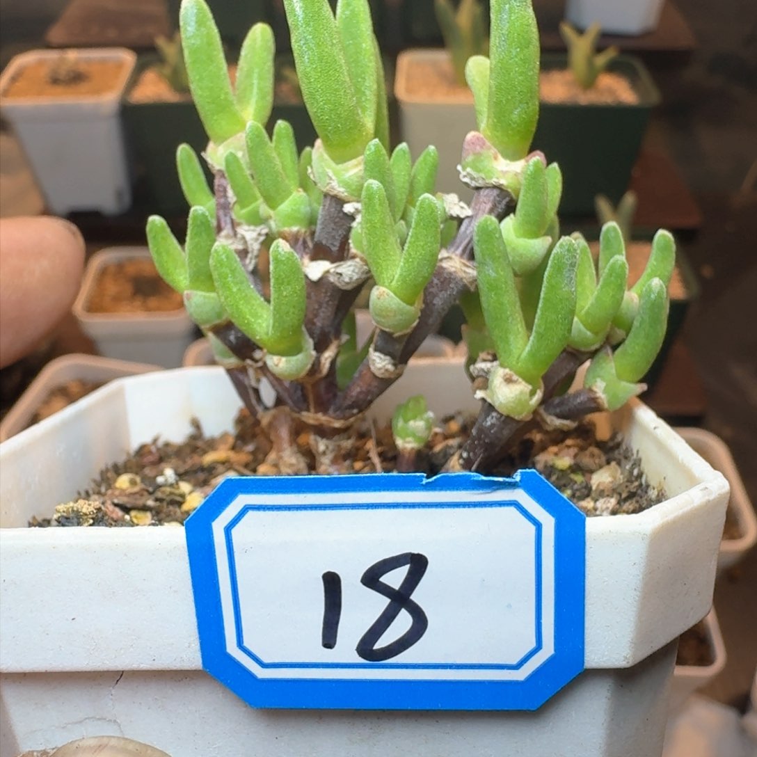 福利        脱土           