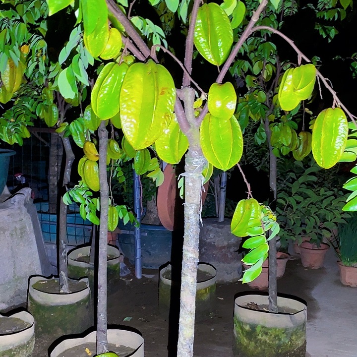 从***始完全开放果树88888888