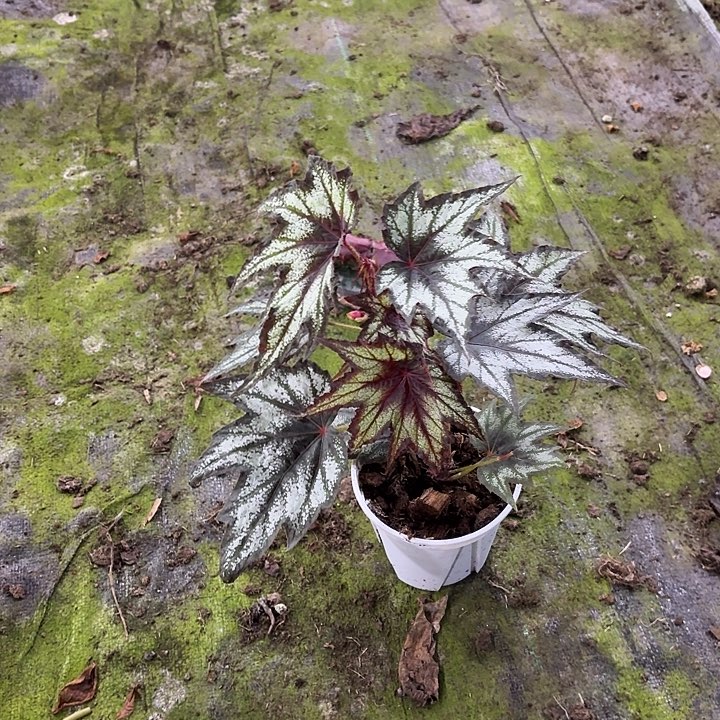 完全开放台湾小兄弟