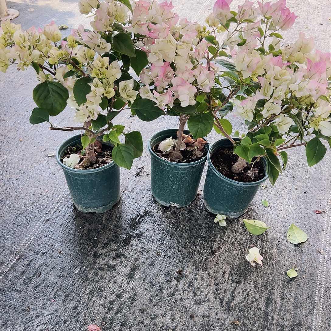 大部分花苞少量开放绿樱掌中宝一颗