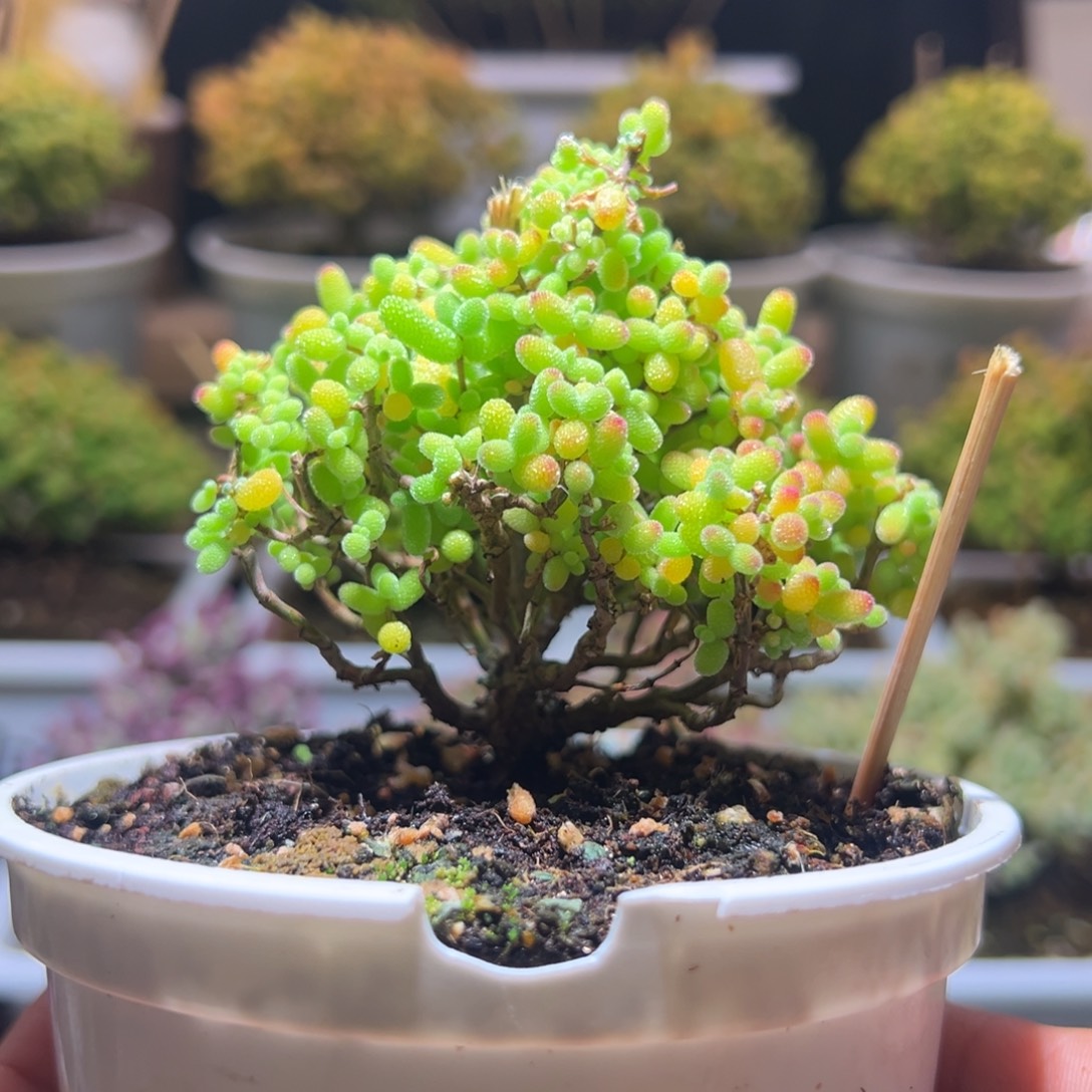 358金桔一物一拍包开箱