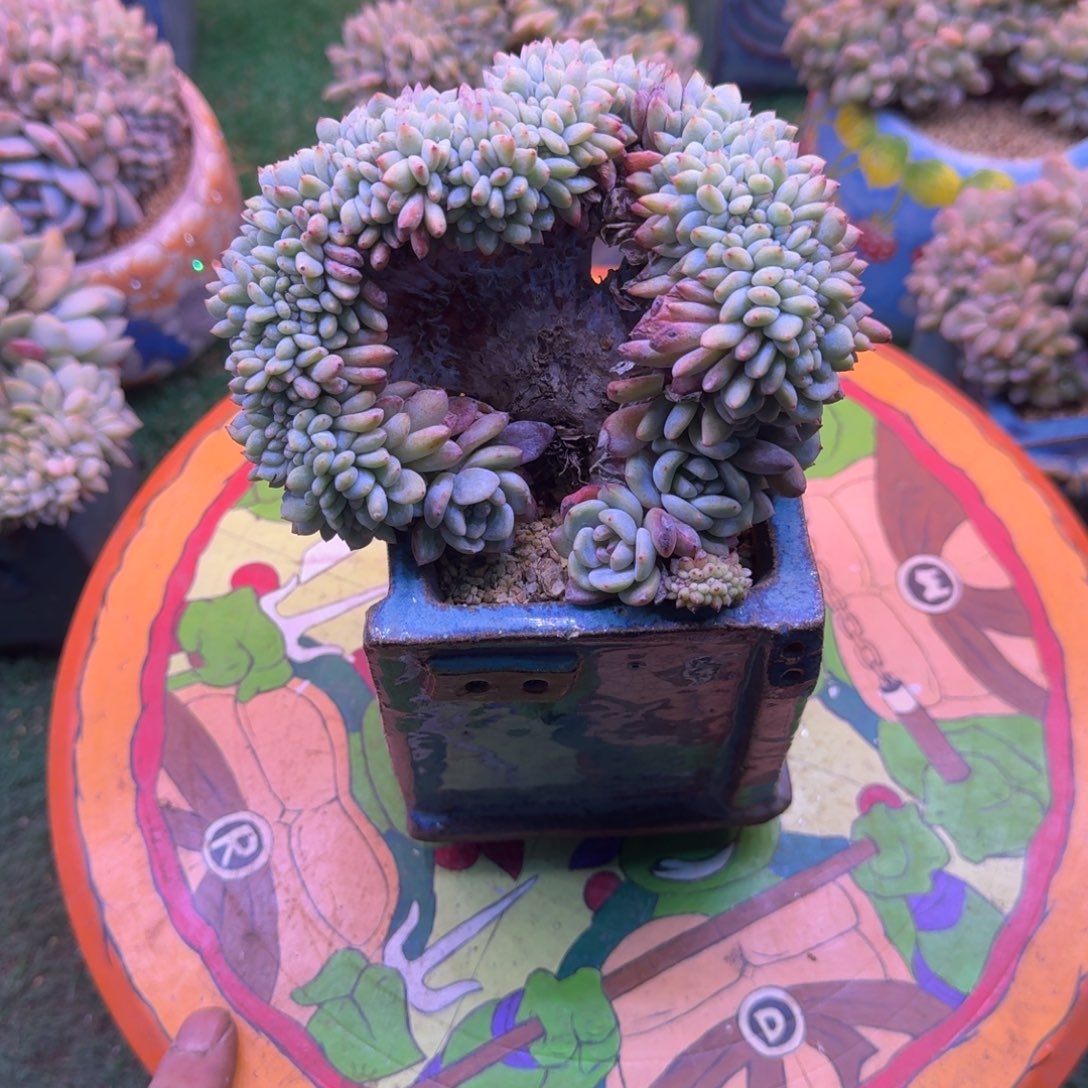 星影树缀无砍多肉