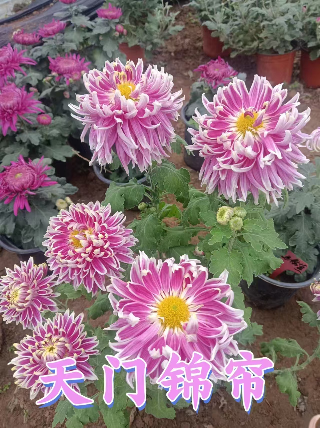 【天门锦帘大菊花多年生盆栽耐寒耐热可地栽于庭院
