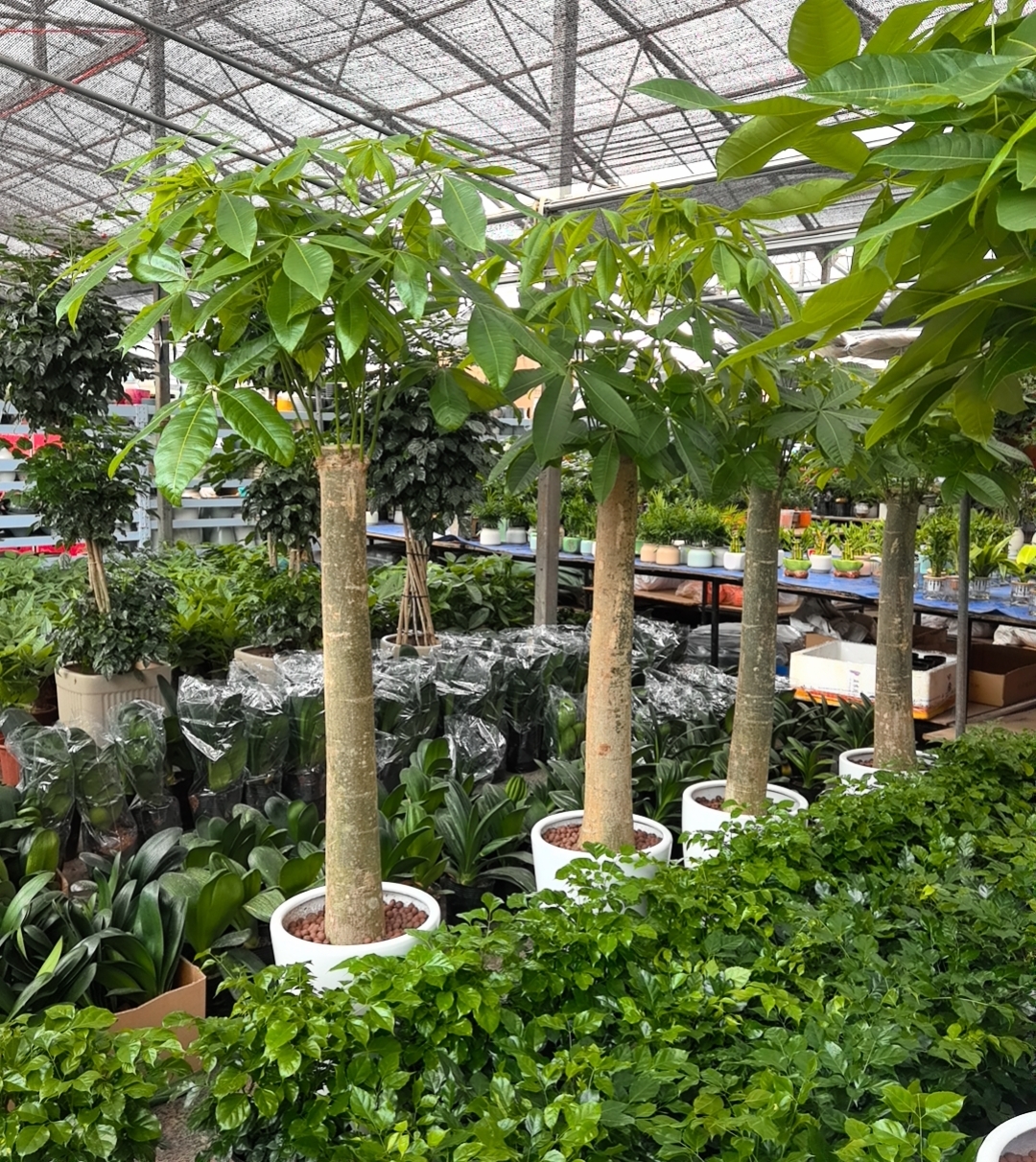 单杆发财树树桩盆栽大型绿植适合客厅前台办公室开业装饰