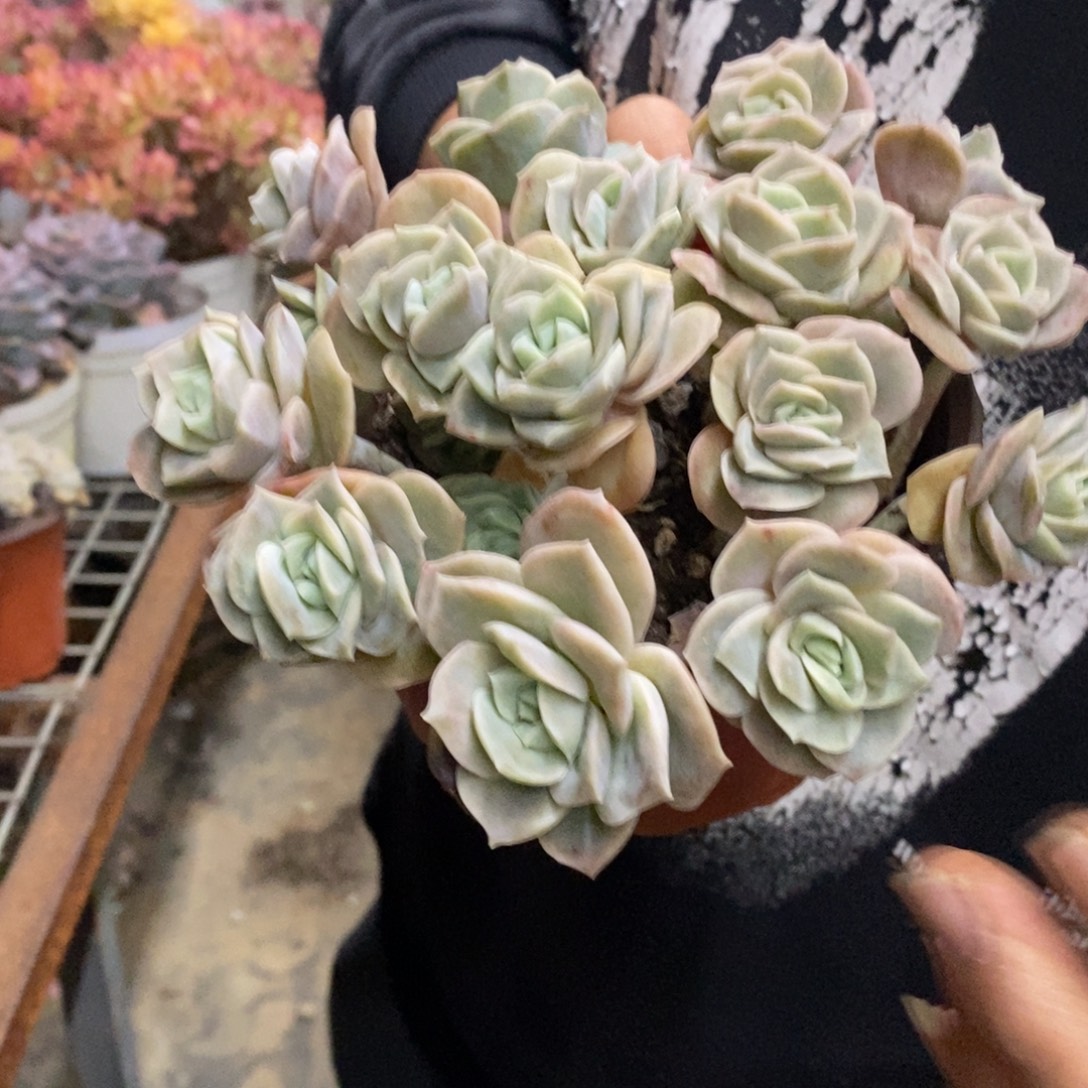 可爱玫瑰散装带盆土十头起发一盆