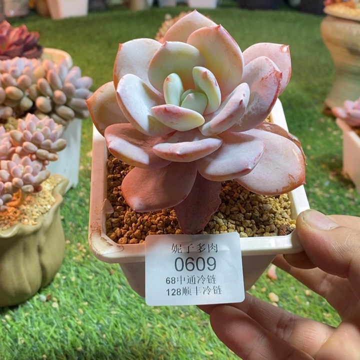 0609啊啊啊啊啊啊啊啊啊