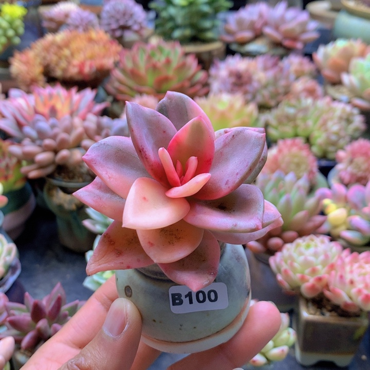 一物一拍含盆土满38包邮B100