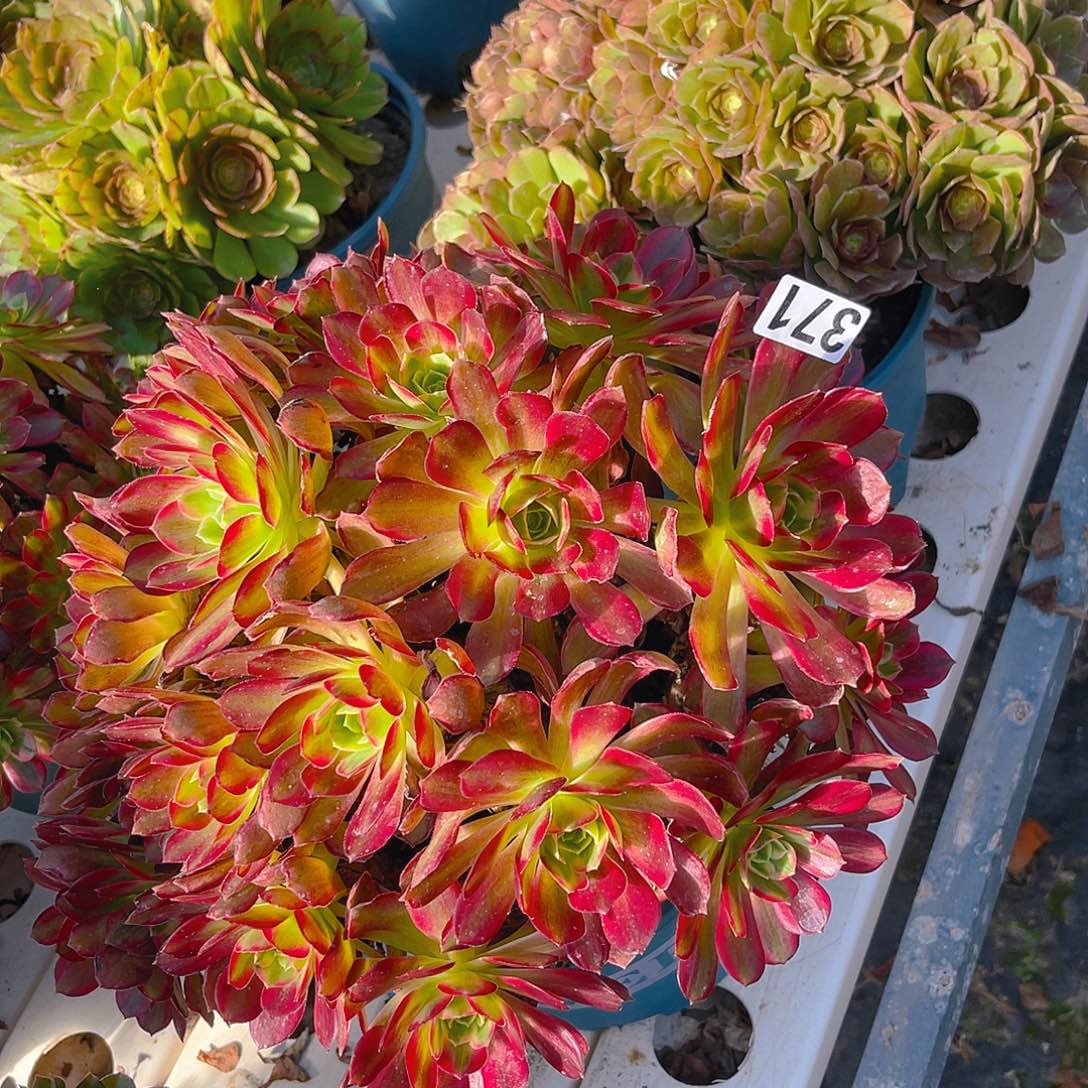 两盆法师3-25包邮法师