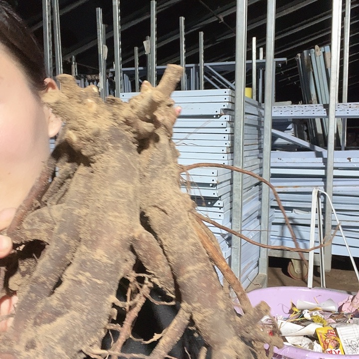 当前无花栽培后可以开花老忠诚