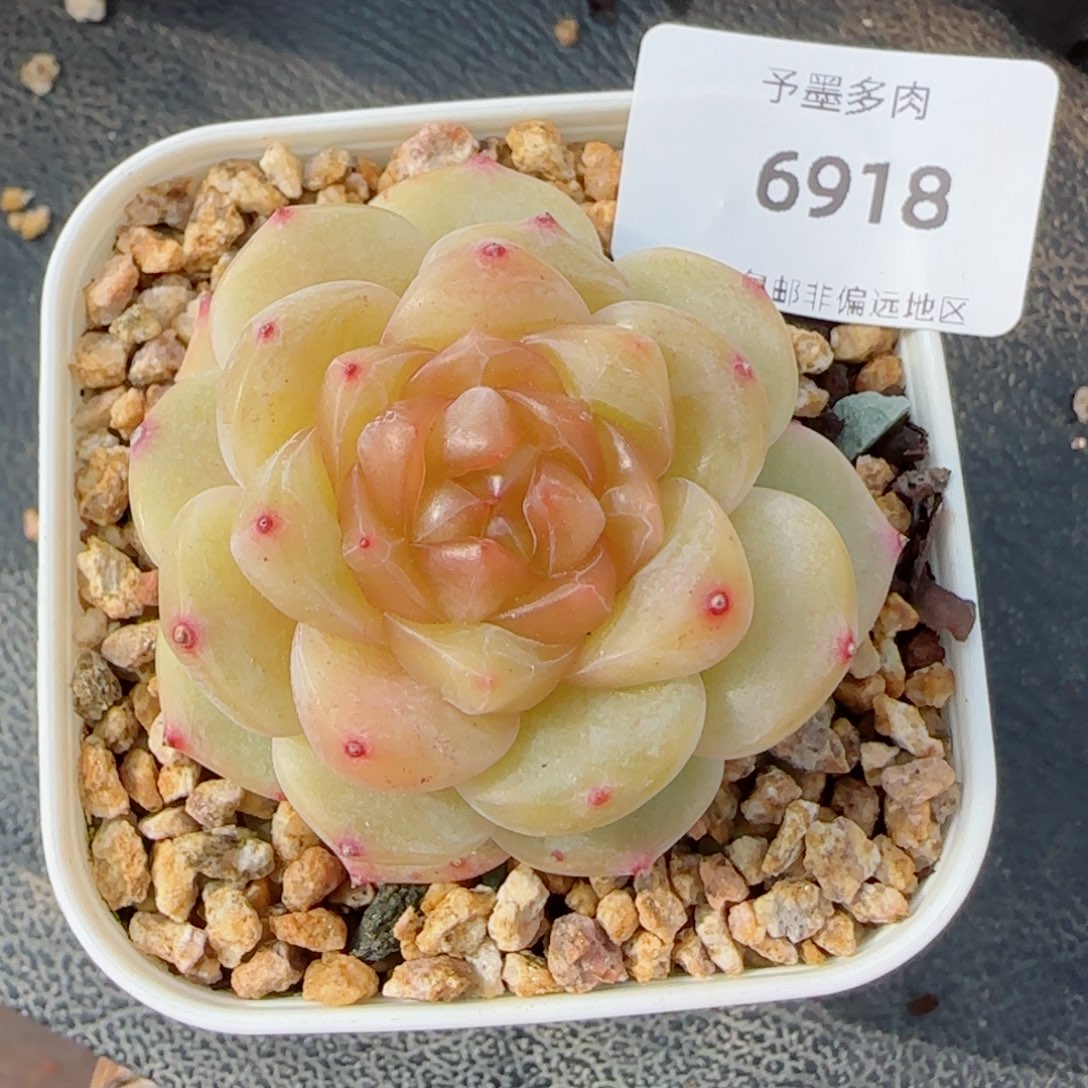 橘糖珍妮，6918多肉植物