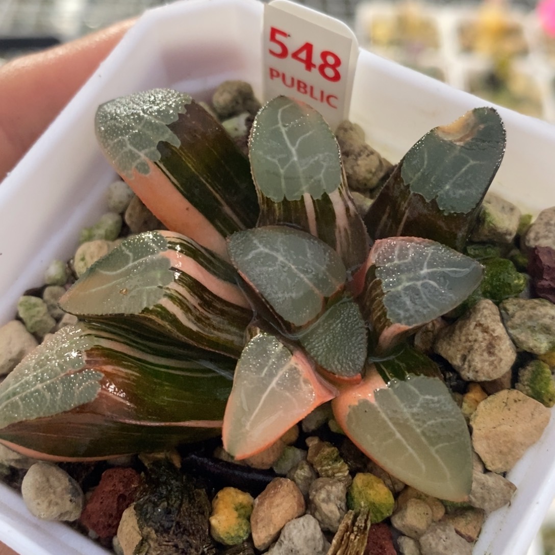 548网纹克十二卷多肉