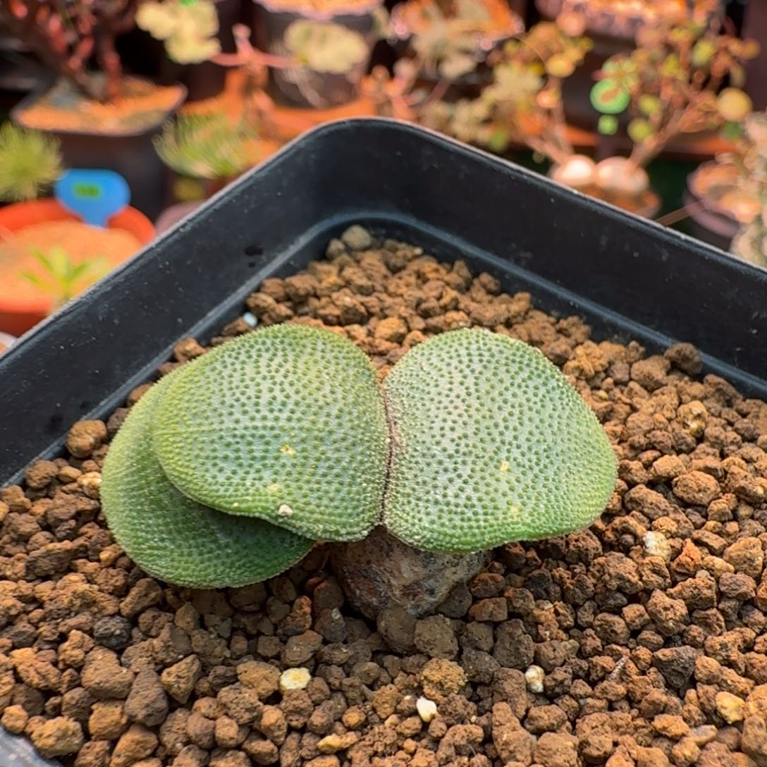 钢锉灯台百合816 仙人球