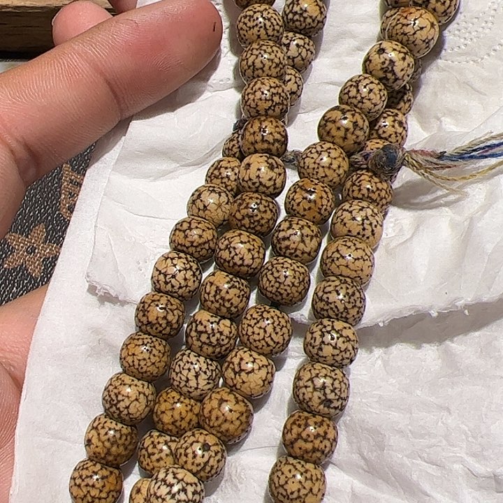 香榧木在这里的时候