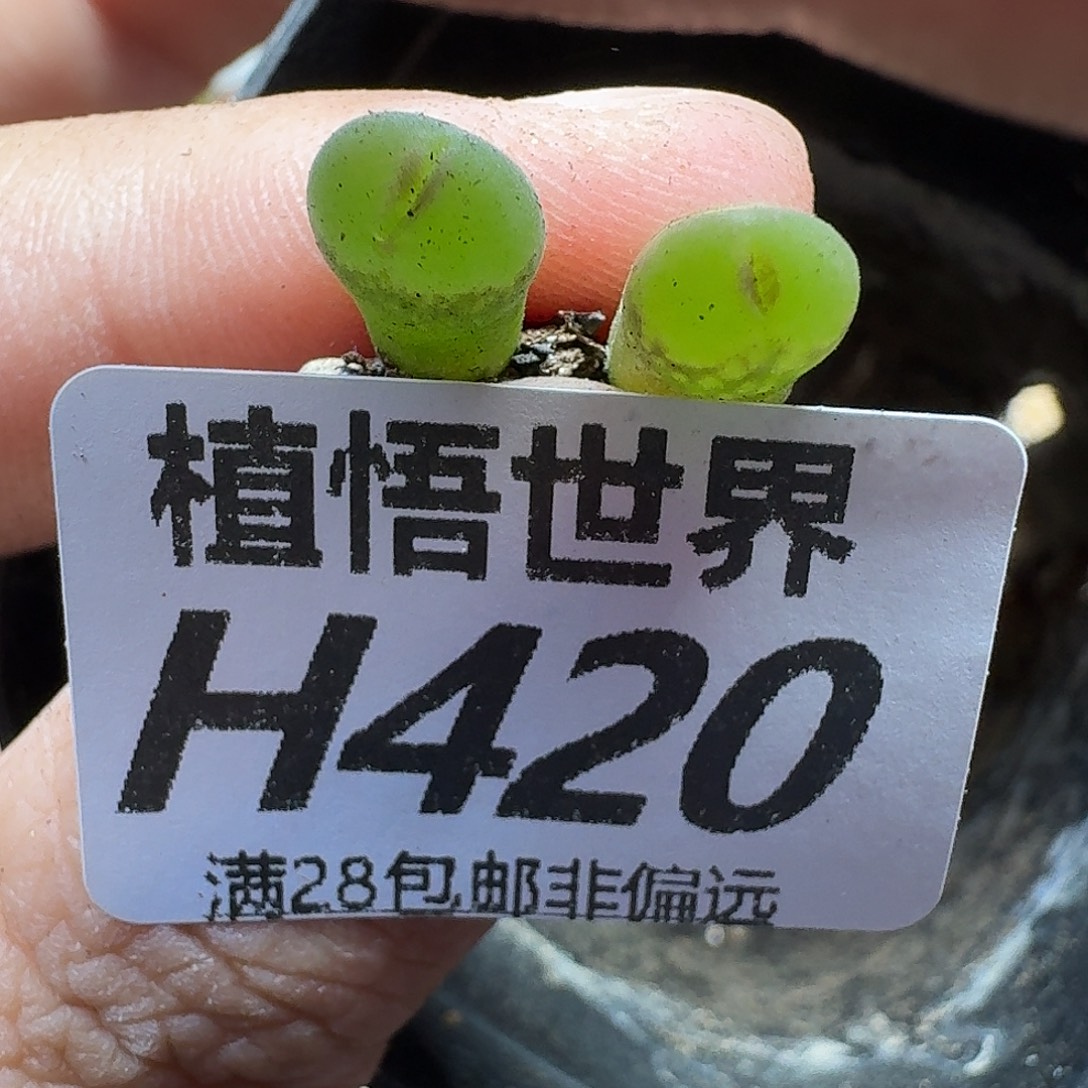 的润泽的润泽的润泽