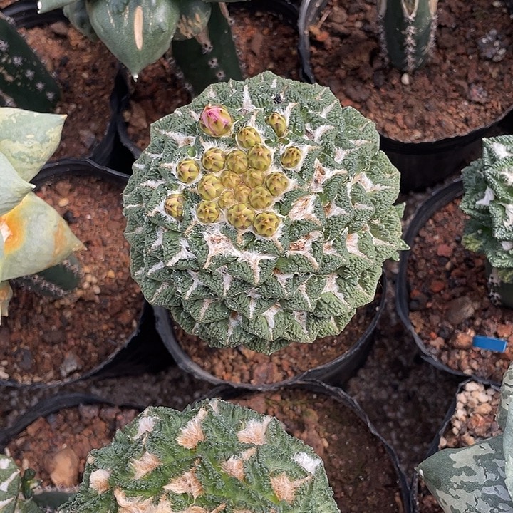 嫁接黑牡丹带花苞