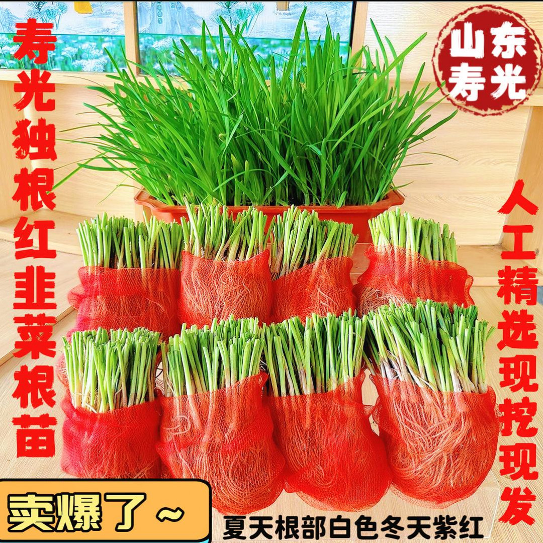 【山东寿光韭菜根】现挖宽叶红根韭菜根室内阳台盆栽绿植菜园种植
