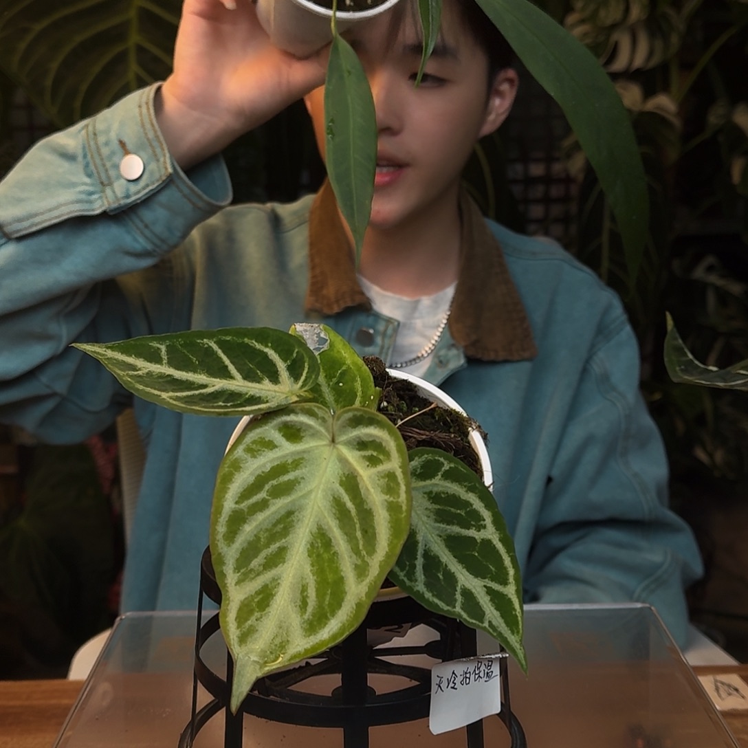 C***-完全开放Q191维塔领带