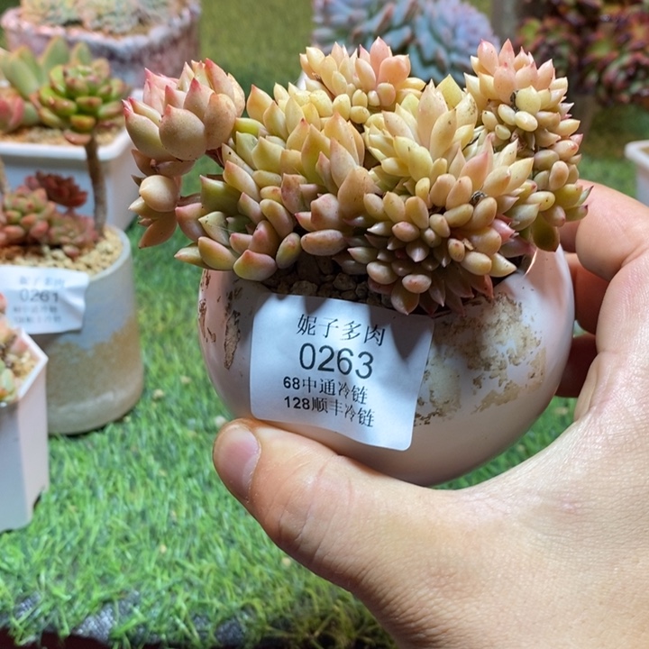 0263啊啊啊啊啊啊啊啊啊啊啊
