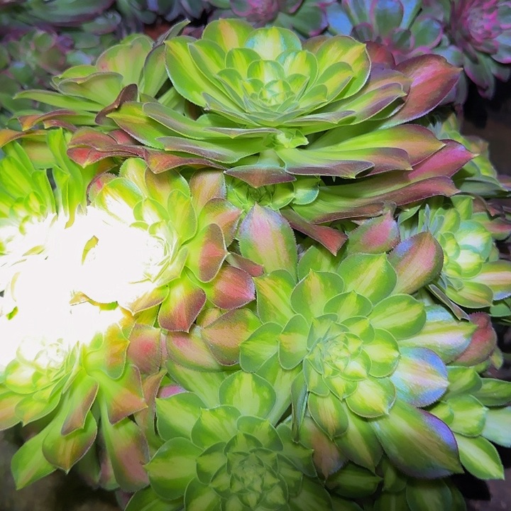 精品韶华巨无霸开播福利