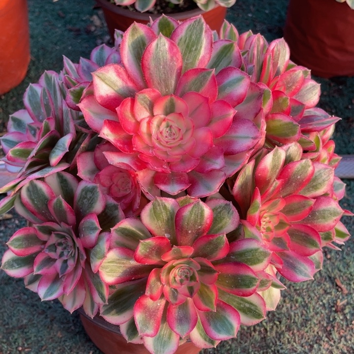 599倾城精品法师老桩