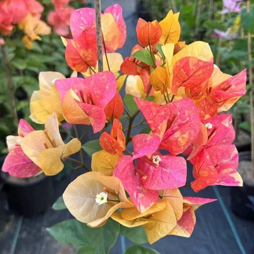 阿达娜 三角梅 百变花开多色稀有品种勤花复花快好养易活原生袋苗