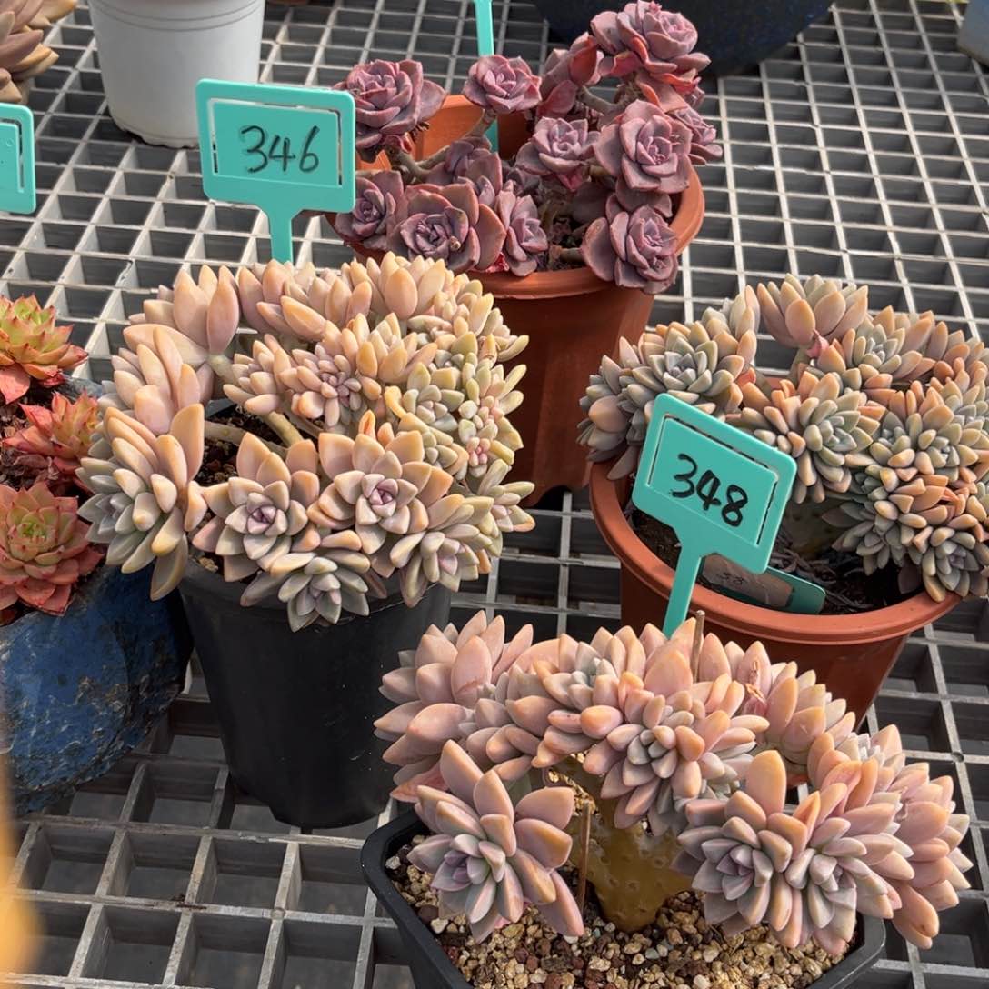 小雨多肉淡雪缀化