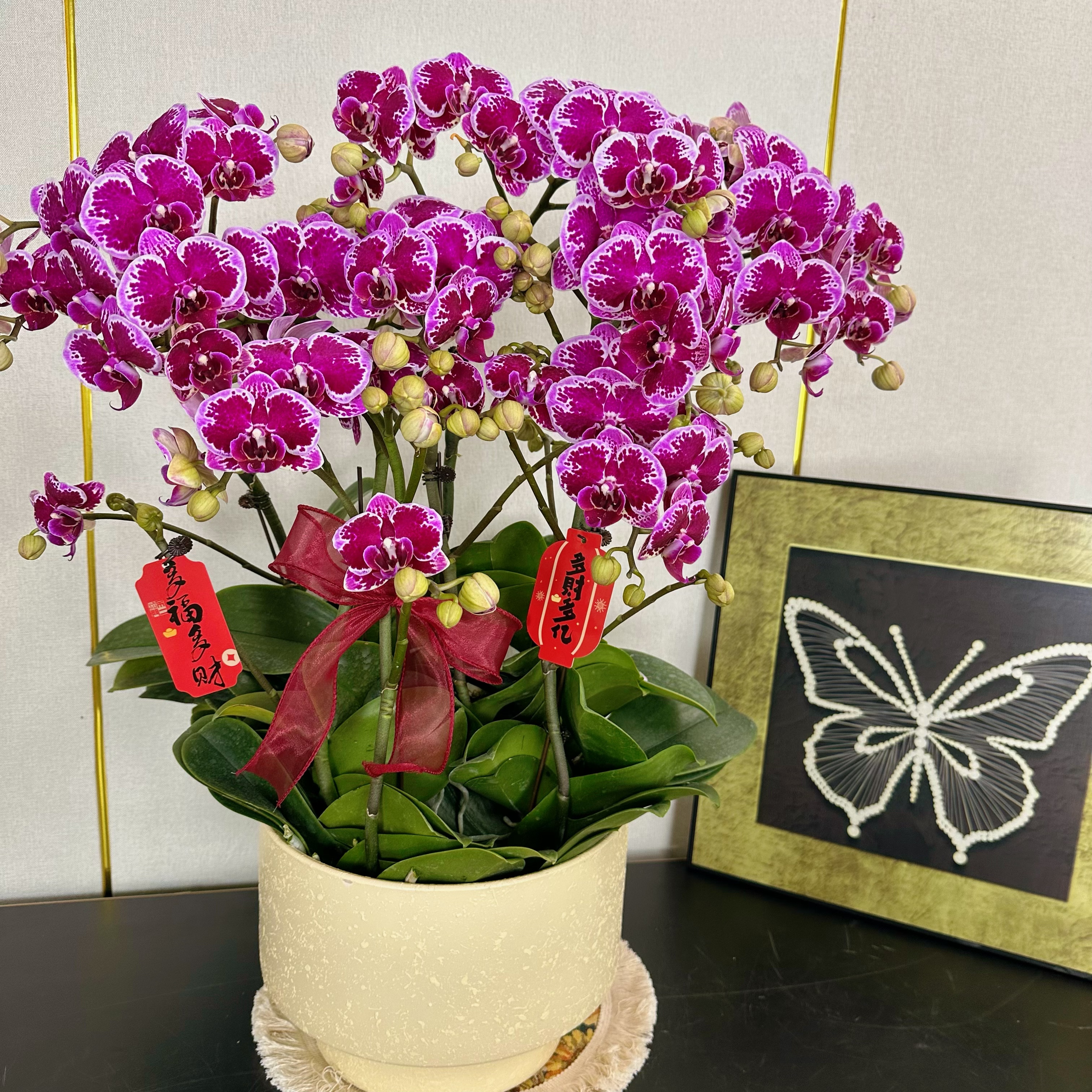 南汐蝴蝶兰【红蝴蝶】年宵花 乔迁之喜送人带花带花苞基地直发