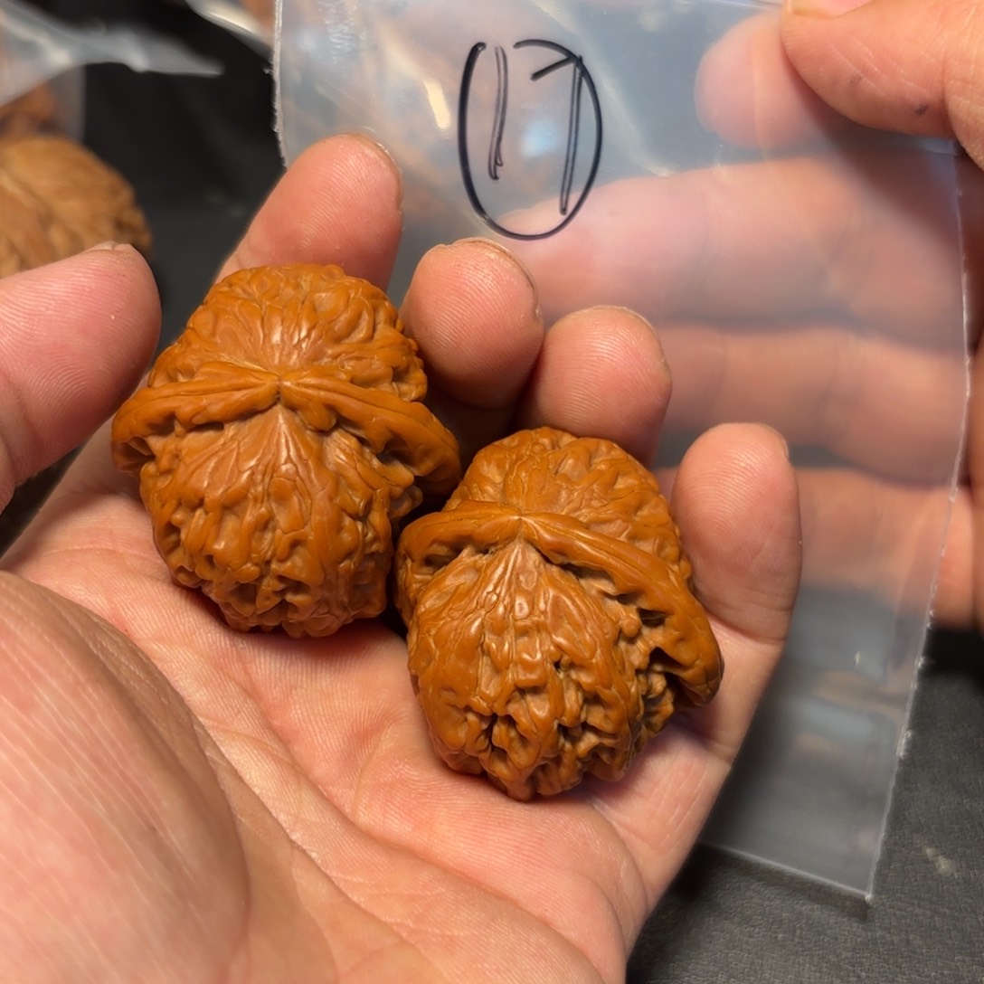 核桃其他白狮子的