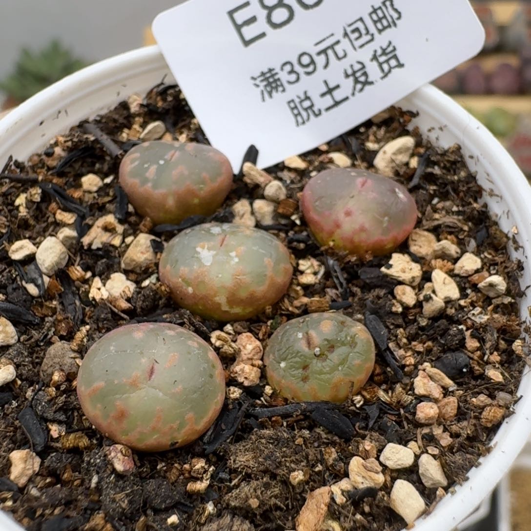 80哈哈哈哈宝宝宝宝好