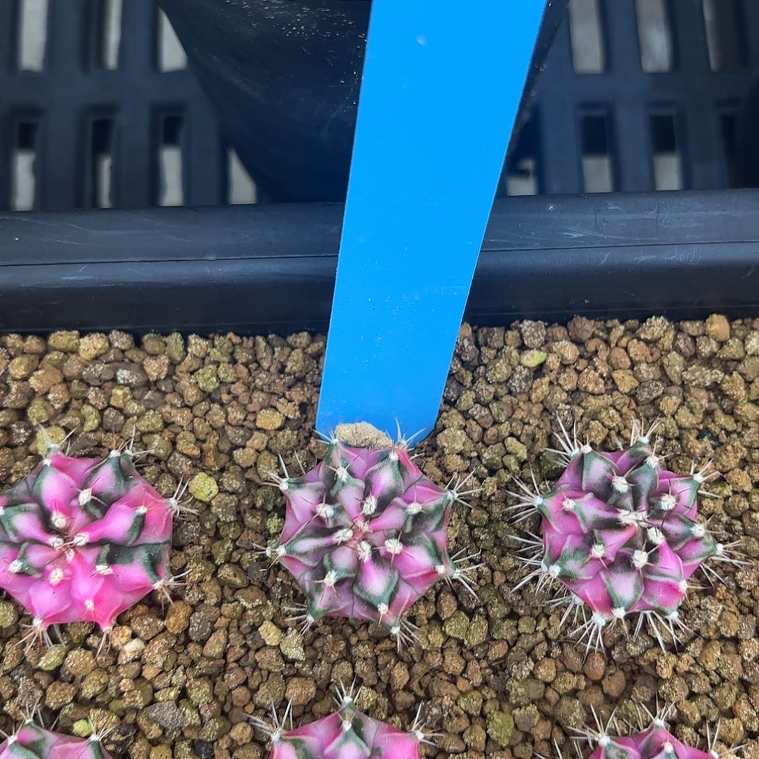 Z624-1104泰国米哈粉钻